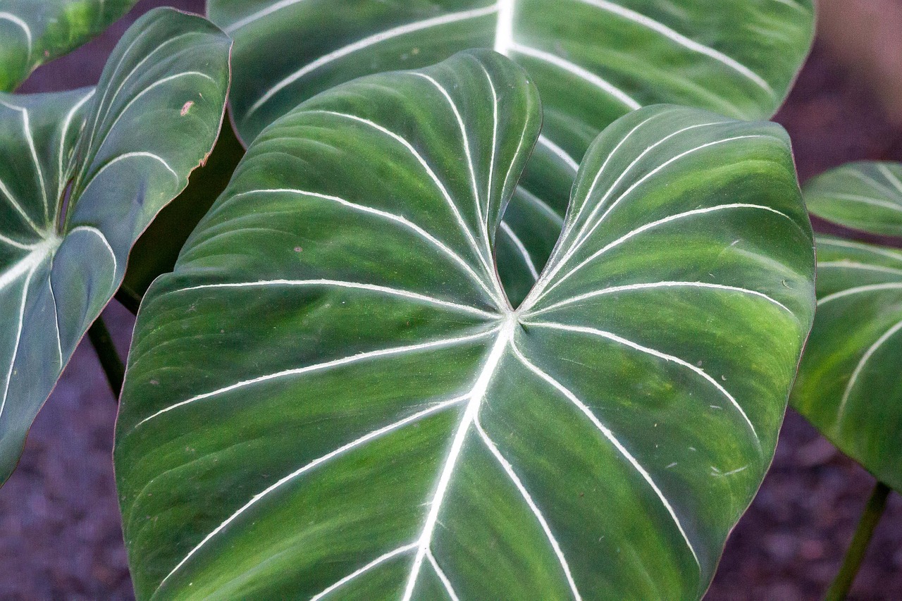 philodendron gloriosum