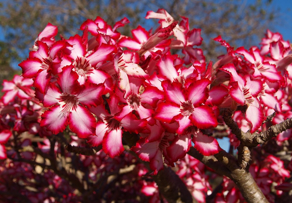 blommor okenrosor
