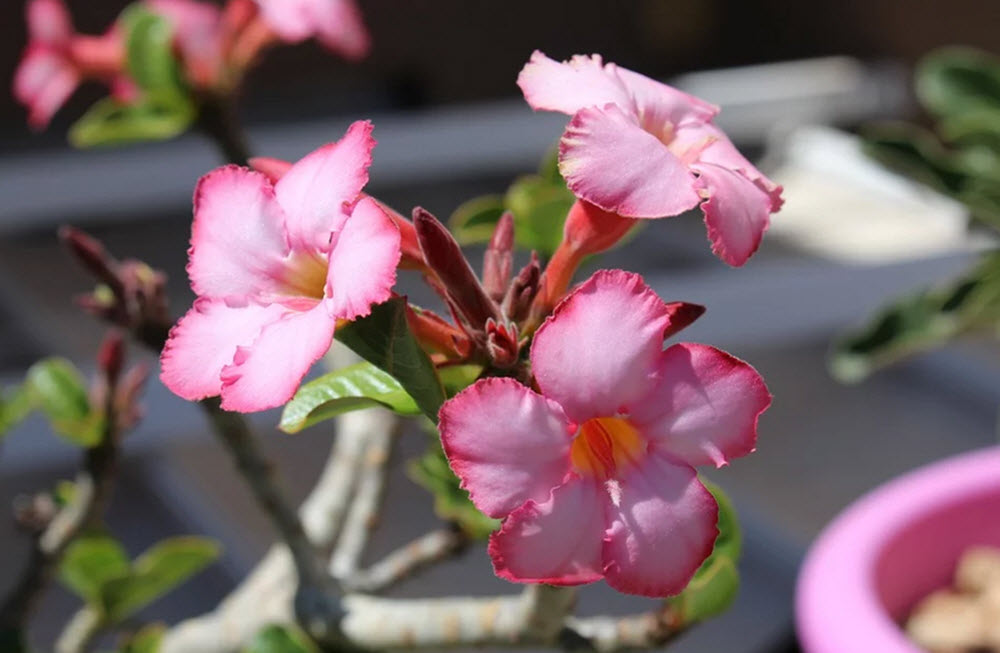 ökenros med 3 blommor