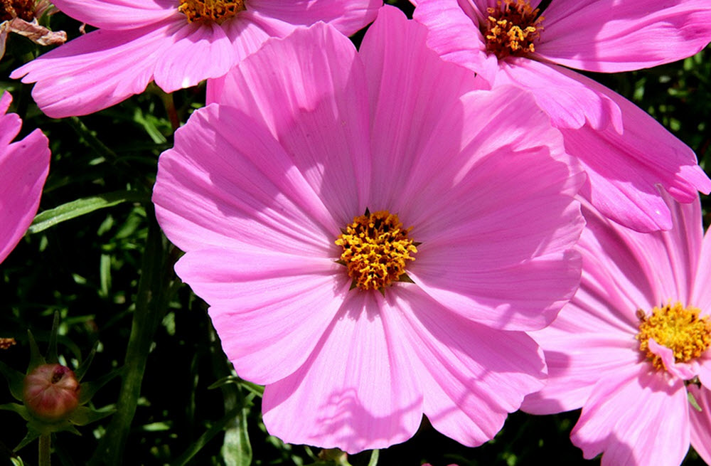 Hibiskuste